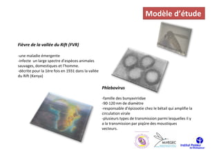 Modèle d’étude


Fièvre de la vallée du Rift (FVR)

-une maladie émergente
-infecte un large spectre d’espèces animales
sauvages, domestiques et l’homme.
-décrite pour la 1ère fois en 1931 dans la vallée
du Rift (Kenya)

                                                    Phlebovirus

                                                    -famille des bunyaviriidae
                                                    -90-120 nm de diamètre
                                                    -responsable d’épizootie chez le bétail qui amplifie la
                                                    circulation virale
                                                    -plusieurs types de transmission parmi lesquelles il y
                                                    a la transmission par piqûre des moustiques
                                                    vecteurs.
 