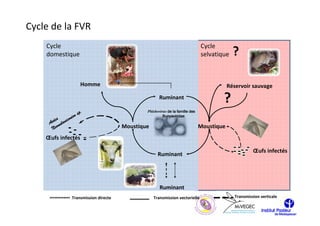 Cycle de la FVR
    Cycle                                                                        Cycle
    domestique                                                                   selvatique    ?

                       Homme                                                                 Réservoir sauvage
                                                        Ruminant
                                                                                         ?
                                                 Phlebovirus de la famille des
                      sp.
         s      onion                                     Bunyaviridae
      ede elanic
     A m
      Neo                                Moustique                               Moustique
    Œufs infectés

                                                                                                        Œufs infectés
                                                       Ruminant




                                                        Ruminant
                  Transmission directe               Transmission vectorielle                  Transmission verticale
 