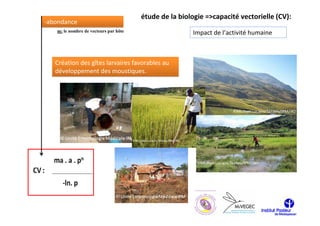 étude de la biologie =>capacité vectorielle (CV):
-abondance
   m: le nombre de vecteurs par hôte                   Impact de l’activité humaine



   Création des gîtes larvaires favorables au
   développement des moustiques.




                                                      © Michaël Luciano TANTELY
                                             © Michaël Luciano TANTELY
 