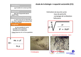 étude de la biologie =>capacité vectorielle (CV):
-abondance
     m: le nombre de vecteurs par hôte


-agressivité                                                 Estimation du taux de survie
    ma : taux d’agressivité (nb de
piqûres /24h),
                                                                      -taux de parturité
                                                                      -comptage de la dilatation
-comportement trophique                                               folliculaire
     a : nb de repas pris sur hôte/24h par
un vecteur, dépendant de la présence des
homme ou de bétail
-longévité
       p : taux quotidien de survie
  journalier d’une population,
                                                               p=
  dépendant de la température
1/-ln p: Esperence de vie d’une population

                                                                    X: durée du cycle trophogonique ~3jours




                                       P: nb de pares                NP: nb de nullipares
 