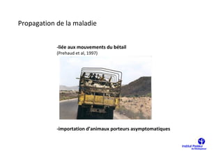 Propagation de la maladie


            -liée aux mouvements du bétail
            (Prehaud et al, 1997)




            -importation d’animaux porteurs asymptomatiques
 