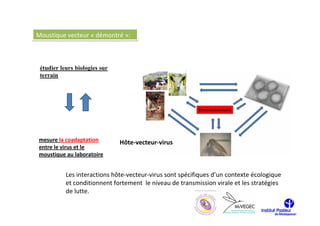 Moustique vecteur « démontré »:



 étudier leurs biologies sur
 terrain




mesure la coadaptation         Hôte-vecteur-virus
entre le virus et le
moustique au laboratoire


           Les interactions hôte-vecteur-virus sont spécifiques d’un contexte écologique
           et conditionnent fortement le niveau de transmission virale et les stratégies
           de lutte.
 
