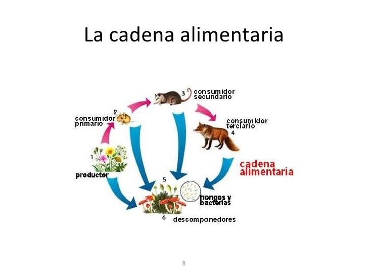 Cadena Alimenticia Para Niños De Tercero De Primaria