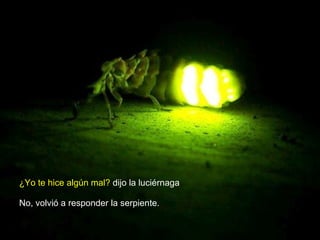 ¿Yo te hice algún mal?  dijo la luciérnaga No, volvió a responder la serpiente. 
