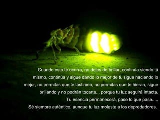 Cuando esto te ocurra, no dejes de brillar, continúa siendo tú mismo, continúa y sigue dando lo mejor de ti, sigue haciendo lo mejor, no permitas que te lastimen, no permitas que te hieran, sigue brillando y no podrán tocarte... porque tu luz seguirá intacta. Tu esencia permanecerá, pase lo que pase..... Sé siempre auténtico, aunque tu luz moleste a los depredadores.   
