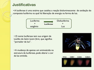 Justificativas
• A luciferase é uma enzima que catalisa a reação bioluminescente de oxidação do
composto luciferina na qual há liberação de energia na forma de luz.


                  Luciferina                   Oxiluciferina
                      +           Luciferase        +
                  oxigênio                         Luz



• O nome luciferase tem sua origem de
Lúcifer, do latim lucem ferre, que significa
“portador da luz”.


• A mudança de apenas um aminoácido na
estrutura da luciferase, pode alterar a cor
da luz emitida.                                      Wild      I288V   I228A   S286N
 