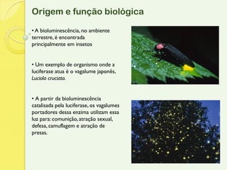 Origem e função biológica

• A bioluminescência, no ambiente
terrestre, é encontrada
principalmente em insetos


• Um exemplo de organismo onde a
luciferase atua é o vagalume japonês,
Luciola cruciata.


• A partir da bioluminescência
catalisada pela luciferase, os vagalumes
portadores dessa enzima utilizam essa
luz para: comunição, atração sexual,
defesa, camuflagem e atração de
presas.
 