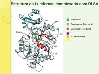 Estrutura da Luciferase complexada com DLSA


                             N-terminal

                             Domínios de C-terminal

                             Estruturas secundárias


                                aminoácidos
 