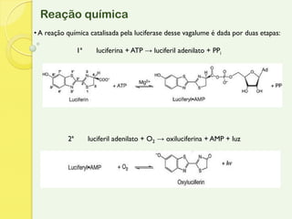 Reação química
• A reação química catalisada pela luciferase desse vagalume é dada por duas etapas:

                1ª     luciferina + ATP → luciferil adenilato + PPi




           2ª        luciferil adenilato + O2 → oxiluciferina + AMP + luz
 