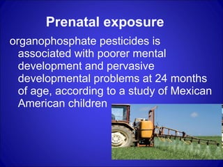Prenatal exposure  organophosphate pesticides is associated with poorer mental development and pervasive developmental problems at 24 months of age, according to a study of Mexican American children 