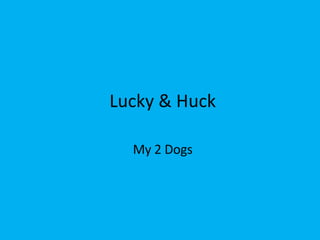 Lucky & Huck My 2 Dogs 