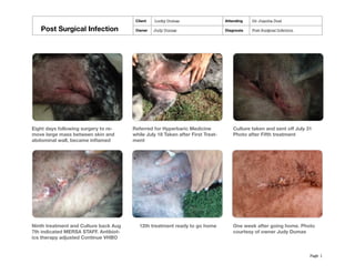 Post Surgical Infection
Client Lucky Dumas Attending Dr. Juanita Duel
Post Surgical Infection Owner Judy Dumas Diagnosis Post Surgical Infection
Page 1
Eight days following surgery to re-
move large mass between skin and
abdominal wall, became inflamed
Referred for Hyperbaric Medicine July
18th Taken after First Treatment
Culture taken and sent off July 31
Photo after Fifth treatment
Ninth treatment and Culture back Aug
7th indicated MRSA STAFF. Antibiotics
therapy adjusted Continue VHBO
12th treatment ready to go home One week after going home. Photo
courtesy of owner Judy Dumas
