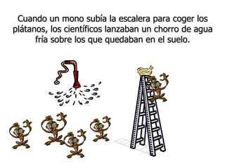 Cuando un mono subía la escalera para coger los plátanos, los científicos lanzaban un chorro de agua fría sobre los que quedaban en el suelo. 
