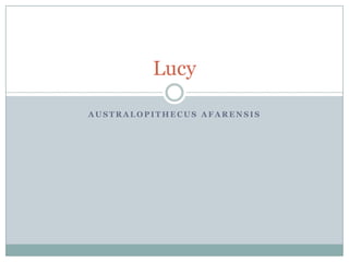Lucy

AUSTRALOPITHECUS AFARENSIS
 
