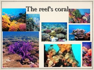 The reef's coral

 