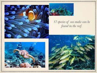 17 species of sea snake can be
found in the reef.

 