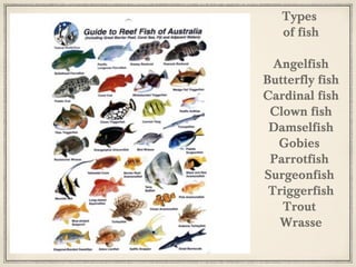 Types
of fish
Angelfish
Butterfly fish
Cardinal fish
Clown fish
Damselfish
Gobies
Parrotfish
Surgeonfish
Triggerfish
Trout
Wrasse

 