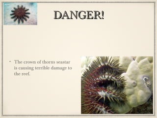 DANGER!

The crown of thorns seastar
is causing terrible damage to
the reef.

 