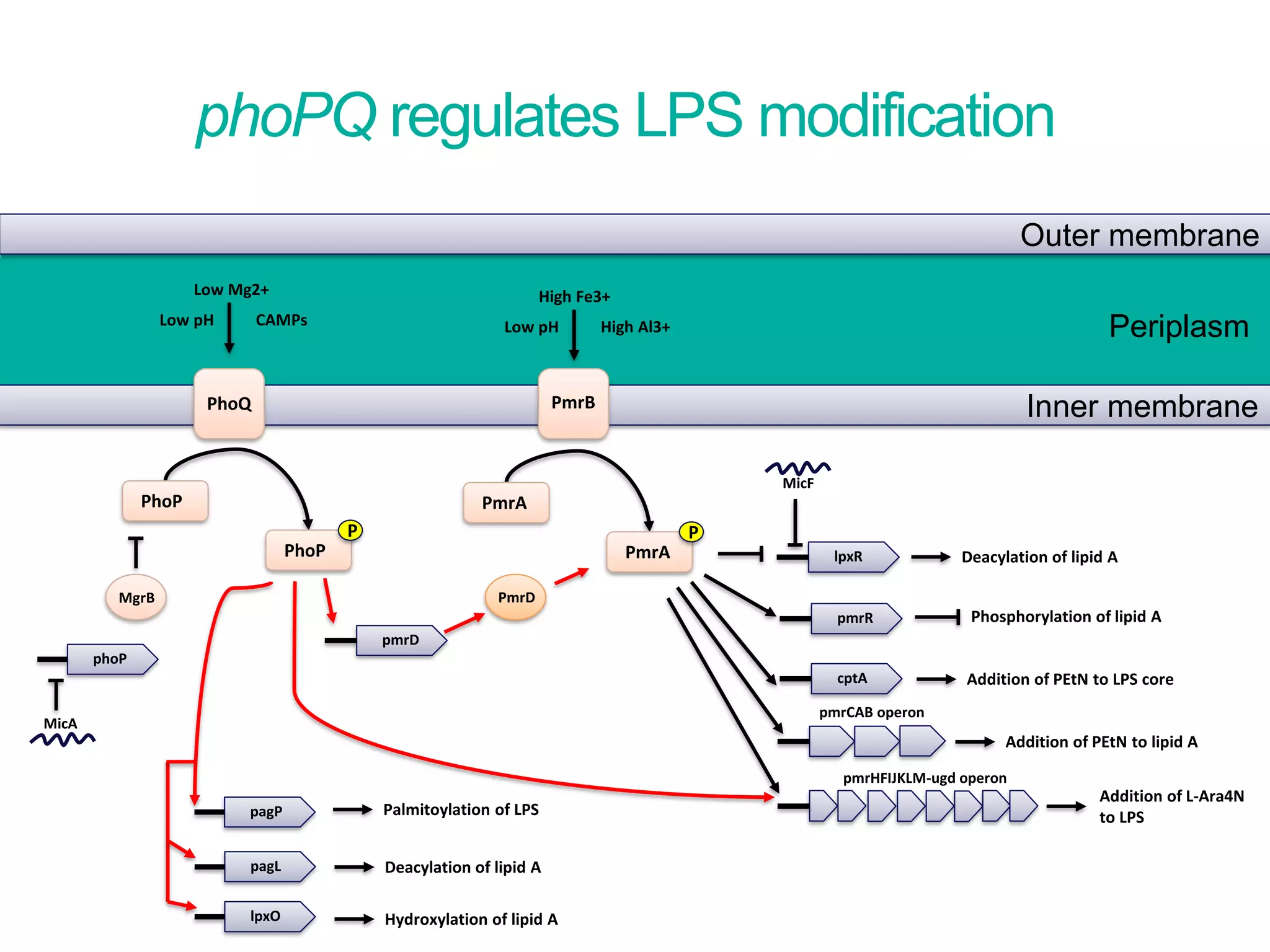 Periplasm
pmrD
PmrDMgrB
PhoP
P
PhoP
PmrA
P
PmrA
Outer membrane
Inner membranePhoQ PmrB
Low pH
Low Mg2+
CAMPs Low pH
High Fe3+
High Al3+
MicA
phoP
MicF
pmrHFIJKLM-ugd operon
pmrCAB operon
cptA
Addition of L-Ara4N
to LPS
Addition of PEtN to lipid A
Addition of PEtN to LPS core
lpxR
pmrR
Deacylation of lipid A
Phosphorylation of lipid A
Deacylation of lipid A
Palmitoylation of LPS
Hydroxylation of lipid AlpxO
pagL
pagP
phoPQ regulates LPS modification
 