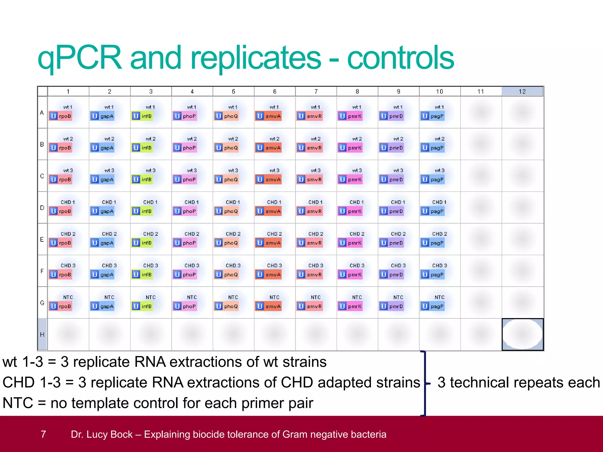 qPCR and replicates - controls
wt 1-3 = 3 replicate RNA extractions of wt strains
CHD 1-3 = 3 replicate RNA extractions of CHD adapted strains 3 technical repeats each
NTC = no template control for each primer pair
7 Dr. Lucy Bock – Explaining biocide tolerance of Gram negative bacteria
 