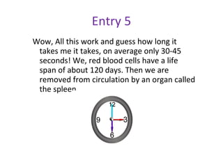 Entry 5 Wow, All this work and guess how long it takes me it takes, on average only 30-45 seconds! We, red blood cells have a life span of about 120 days. Then we are removed from circulation by an organ called the spleen. 