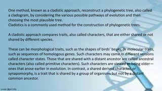 One method, known as a cladistic approach, reconstruct a phylogenetic tree, also called
a cladogram, by considering the various possible pathways of evolution and then
choosing the most plausible tree.
Cladistics is a commonly used method for the construction of phylogenetic trees.
A cladistic approach compares traits, also called characters, that are either shared or not
shared by different species.
These can be morphological traits, such as the shapes of birds’ beaks, or molecular traits,
such as sequences of homologous genes. Such characters may come in different versions
called character states. Those that are shared with a distant ancestor are called ancestral
characters (also called primitive characters). Such characters are viewed as being older—
ones that arose earlier in evolution. In contrast, a shared derived character, or
synapomorphy, is a trait that is shared by a group of organisms but not by a distant
common ancestor.
 
