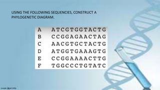 USING THE FOLLOWING SEQUENCIES, CONSTRUCT A
PHYLOGENETIC DIAGRAM.
 
