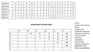 Species A A T C G T G G T A C T G
Species B C C G G A G A A C T A G
Species C A A C G T G C T A C T G
Species D A T G G T G A A A G T G
Species E C C G G A A A A C T T G
Species F T G G C C C T G T A T C
A B C D E F
A - 9 2 4 9 11
B - 9 6 2 11
C - 5 9 11
D - 6 10
E - 10
F -
DISSIMILARITY MATRIX TABLE
STEP 1:
Create a dissimilarity
matrix.
Compare the
nucleotide sequence
between two species
and count their
dissimilar
nucleotides.
Find the least
dissimilar sequences.
CONSTRUCT THE
INITIAL CLADOGRAM
 