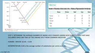STEP 1: DETERMINE THE AVERAGE NUMBER OF AMINO ACID CHANGES (AMINO ACID SUBSTITUTION) THAT HAVE
OCCURRED SINCE ANY TWO OF THE LINEAGE SPLIT FROM COMMON ANCESTOR.
HUMAN – MOUSE: 6/141 = 0.04
INTERPRETATION: 0.04 is the average number of substitution per amino acid site.
 