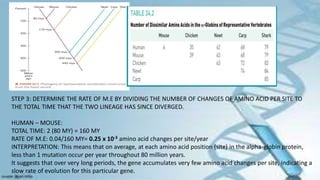STEP 3: DETERMINE THE RATE OF M.E BY DIVIDING THE NUMBER OF CHANGES OF AMINO ACID PER SITE TO
THE TOTAL TIME THAT THE TWO LINEAGE HAS SINCE DIVERGED.
HUMAN – MOUSE:
TOTAL TIME: 2 (80 MY) = 160 MY
RATE OF M.E: 0.04/160 MY= 0.25 x 10-3 amino acid changes per site/year
INTERPRETATION: This means that on average, at each amino acid position (site) in the alpha-globin protein,
less than 1 mutation occur per year throughout 80 million years.
It suggests that over very long periods, the gene accumulates very few amino acid changes per site, indicating a
slow rate of evolution for this particular gene.
 
