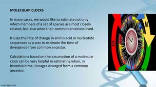 MOLECULAR CLOCKS
In many cases, we would like to estimate not only
which members of a set of species are most closely
related, but also when their common ancestors lived.
It uses the rate of change in amino acid or nucleotide
sequences as a way to estimate the time of
divergence from common ancestor.
Calculations based on the assumption of a molecular
clock can be very helpful in estimating when, in
historical time, lineages diverged from a common
ancestor.
 