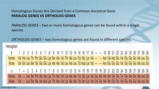Homologous Genes Are Derived from a Common Ancestral Gene
PARALOG GENES VS ORTHOLOG GENES
PARALOG GENES – two or more homologous genes can be found within a single
species
ORTHOLOG GENES – two homologous genes are found in different species.
 