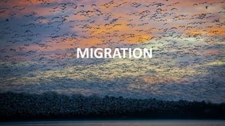 MIGRATION
 