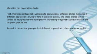 Migration has two major effects.
First, migration adds genetic variation to populations. Different alleles may arise in
different populations owing to rare mutational events, and these alleles can be
spread to new populations by migration, increasing the genetic variation within the
recipient population
Second, it causes the gene pools of different populations to become more similar.
 