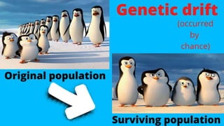 GENETIC DRIFT
 