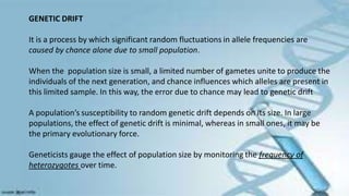GENETIC DRIFT
It is a process by which significant random fluctuations in allele frequencies are
caused by chance alone due to small population.
When the population size is small, a limited number of gametes unite to produce the
individuals of the next generation, and chance influences which alleles are present in
this limited sample. In this way, the error due to chance may lead to genetic drift
A population’s susceptibility to random genetic drift depends on its size. In large
populations, the effect of genetic drift is minimal, whereas in small ones, it may be
the primary evolutionary force.
Geneticists gauge the effect of population size by monitoring the frequency of
heterozygotes over time.
 