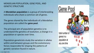 MENDELIAN POPULATION, GENE POOL, AND
GENETIC STRUCTURE
A Mendelian population is a group of interbreeding
individuals who share a common set of genes.
The genes shared by the individuals of a Mendelian
population are called the gene pool.
The principal aim of population genetics is to
understand the genetics of evolution, a change in a
population or species over time.
Population geneticists study the variation in alleles
within and between groups and the evolutionary
forces responsible for shaping the patterns of
genetic variation found in nature.
 