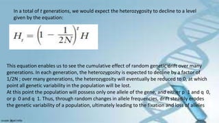 In a total of t generations, we would expect the heterozygosity to decline to a level
given by the equation:
This equation enables us to see the cumulative effect of random genetic drift over many
generations. In each generation, the heterozygosity is expected to decline by a factor of
1/2N ; over many generations, the heterozygosity will eventually be reduced to 0, at which
point all genetic variability in the population will be lost.
At this point the population will possess only one allele of the gene, and either p 1 and q 0,
or p 0 and q 1. Thus, through random changes in allele frequencies, drift steadily erodes
the genetic variability of a population, ultimately leading to the fixation and loss of alleles
 