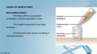 CAUSES OF GENETIC DRIFT
BOTTLENECK EFFECT
Develops when a population
undergoes a drastic reduction in size.
The original population has large
variation.
A bottleneck even occurs resulting in
reduced variation.
 