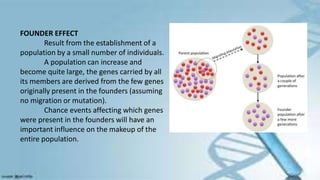 FOUNDER EFFECT
Result from the establishment of a
population by a small number of individuals.
A population can increase and
become quite large, the genes carried by all
its members are derived from the few genes
originally present in the founders (assuming
no migration or mutation).
Chance events affecting which genes
were present in the founders will have an
important influence on the makeup of the
entire population.
 