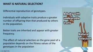 WHAT IS NATURAL SELECTION?
Differential reproduction of genotypes.
Individuals with adaptive traits produce a greater
number of offspring than that produced by others
in the population.
Better traits are inherited and appear with greater
frequency.
The effect of natural selection on the gene pool of a
population depends on the fitness values of the
genotypes in the population
 