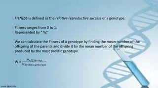 FITNESS is defined as the relative reproductive success of a genotype.
Fitness ranges from 0 to 1.
Represented by “ W.”
We can calculate the Fitness of a genotype by finding the mean number of the
offspring of the parents and divide it by the mean number of the offspring
produced by the most prolific genotype.
W =
𝑀𝑜𝑓𝑓𝑠𝑝𝑟𝑖𝑛𝑔
𝑀𝑝𝑟𝑜𝑙𝑖𝑓𝑖𝑐𝑔𝑒𝑛𝑜𝑡𝑦𝑝𝑒
 