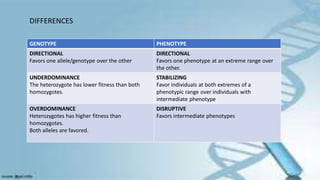 DIFFERENCES
GENOTYPE PHENOTYPE
DIRECTIONAL
Favors one allele/genotype over the other
DIRECTIONAL
Favors one phenotype at an extreme range over
the other.
UNDERDOMINANCE
The heterozygote has lower fitness than both
homozygotes.
STABILIZING
Favor individuals at both extremes of a
phenotypic range over individuals with
intermediate phenotype
OVERDOMINANCE
Heterozygotes has higher fitness than
homozygotes.
Both alleles are favored.
DISRUPTIVE
Favors intermediate phenotypes
 