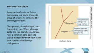 TYPES OF EVOLUTION
Anagenesis refers to evolution
taking place in a single lineage (a
group of organisms connected by
ancestry) over time.
Cladogenesis, the splitting of one
lineage into two. When a lineage
splits, the two branches no longer
have a common gene pool and
evolve independently of each other.
New species arise through
cladogenesis.
 