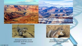 Ammospermophilus harrisii
LOCATION: South Rim of Grand
Canyon
Ammospermophilus leucurus
LOCATION: North Rim of Grand
Canyon
 