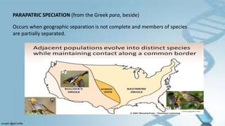 PARAPATRIC SPECIATION (from the Greek para, beside)
Occurs when geographic separation is not complete and members of species
are partially separated.
 