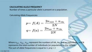 CALCULATING ALLELE FREQUENCY
Number of times a particular allele is present on a population.
Calculating Allele Frequencies
Where 𝑛𝐴𝐴 , 𝑛𝐴𝑎 , 𝑛𝑎𝑎 represent the numbers of AA, Aa, and aa individuals, and N
represents the total number of individuals (or population) in the sample.
The sum of allele frequencies is equal to 1: p+q = 1
 