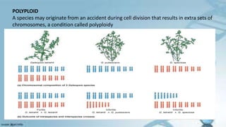 POLYPLOID
A species may originate from an accident during cell division that results in extra sets of
chromosomes, a condition called polyploidy
 