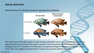 SEXUAL SELECTION
Sexual choice of a female result in reproductive isolation.
The mate choice of females based on male breeding coloration can act as a reproductive barrier that
keeps the gene pools of these two species separate. Since the species can still interbreed when this
prezygotic barrier is breached in the laboratory, the genetic divergence between the species is likely
to be small. This suggests that speciation in nature has occurred relatively recently.
 