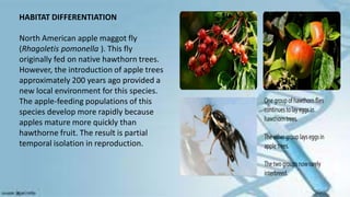 HABITAT DIFFERENTIATION
North American apple maggot fly
(Rhagoletis pomonella ). This fly
originally fed on native hawthorn trees.
However, the introduction of apple trees
approximately 200 years ago provided a
new local environment for this species.
The apple-feeding populations of this
species develop more rapidly because
apples mature more quickly than
hawthorne fruit. The result is partial
temporal isolation in reproduction.
 